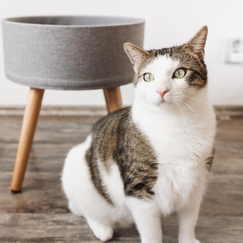 Pet House Calls In Houston, TX 77004 Complete Animal Wellness And