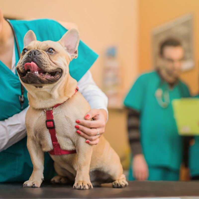 Best Veterinary Hospital In Houston, TX 77004 | CAWLM