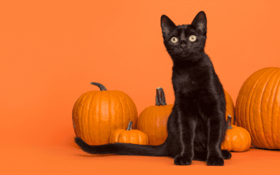 Pumpkin Spice and Everything Nice: 7 Surprising Facts About Pumpkin for Pets