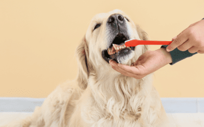 6 Kibble Myths for Pet Dental Health Month