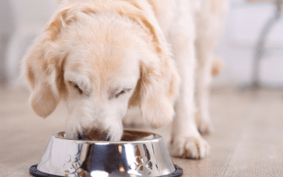 5 Basic Ways to Transform Your Pet’s Health in 2024