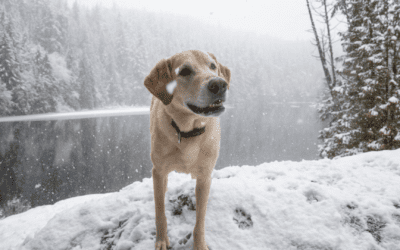 Ways to Help your Pet Transition into Colder Temperatures