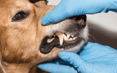 Pet Dental Health Tips