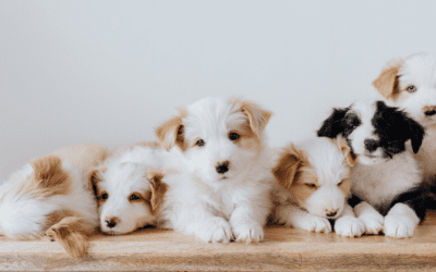 Top 5 Tips For Puppy Parents