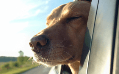 Road Trips with Pets