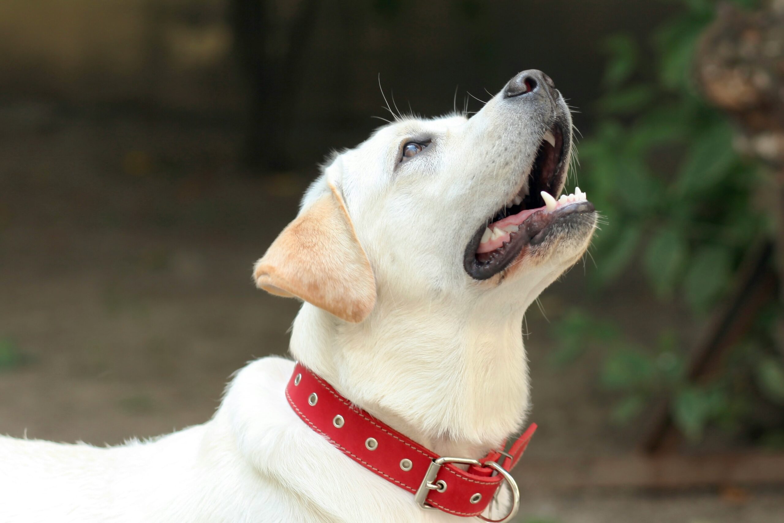 anastassia-anufrieva-B-5xAasH-bk-unsplash Pet Grooming