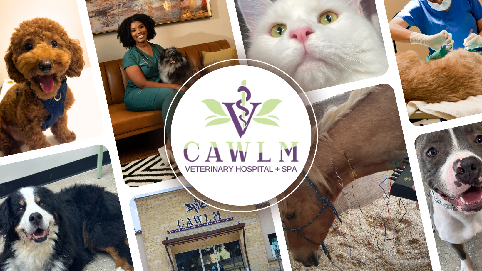 banner-cawlm-veterinary-hospital+dr+aziza+glass