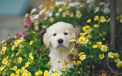 Puppy milestones – what to look for?