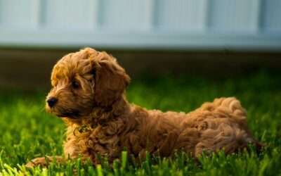 Summer travel checklist when bringing our pet on vacation (and food)